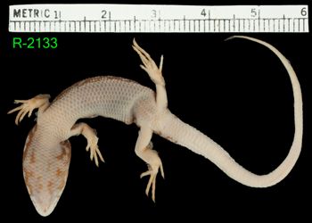 Media type: image;   Herpetology R-2133 Aspect: ventral